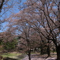 桜_公園 D2983