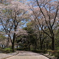 桜_公園 D3001