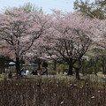 桜_公園 D3017