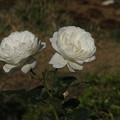 薔薇_つくば D3379