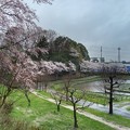 桜_公園 K928