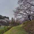 桜_公園 K929