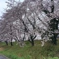 桜_散歩道 K924