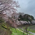 桜_公園 K927