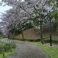 桜_公園 K945