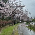 桜_公園 K943