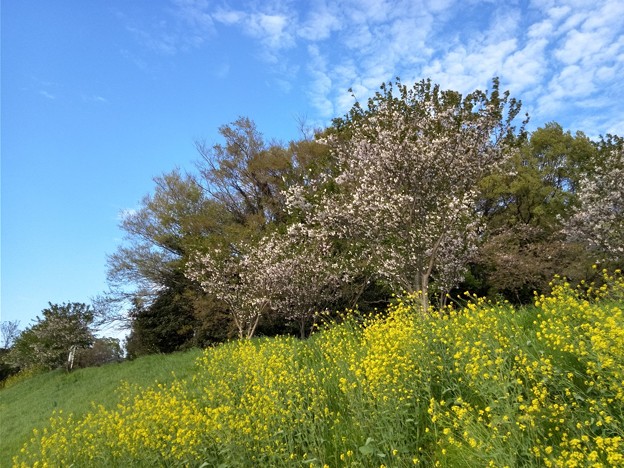 桜と_散歩道 K1006