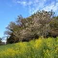 桜と_散歩道 K1006