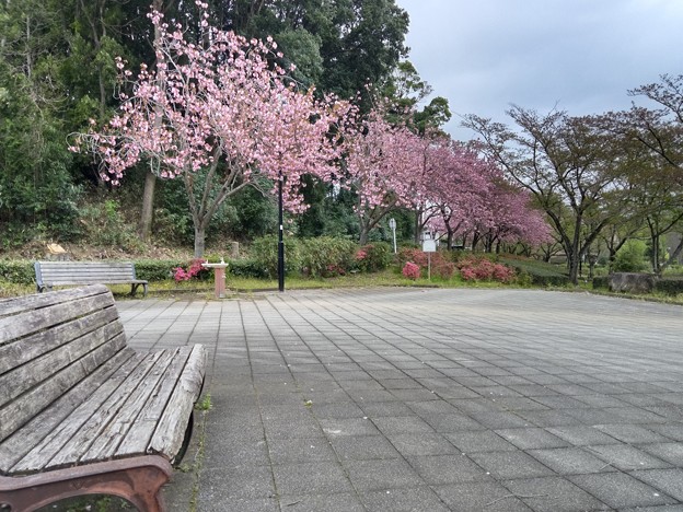桜_公園 K1017