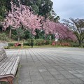 写真: 桜_公園 K1017