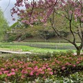 桜と_公園 K1026