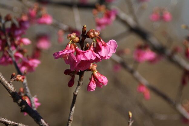 写真: 桜_公園 D4706