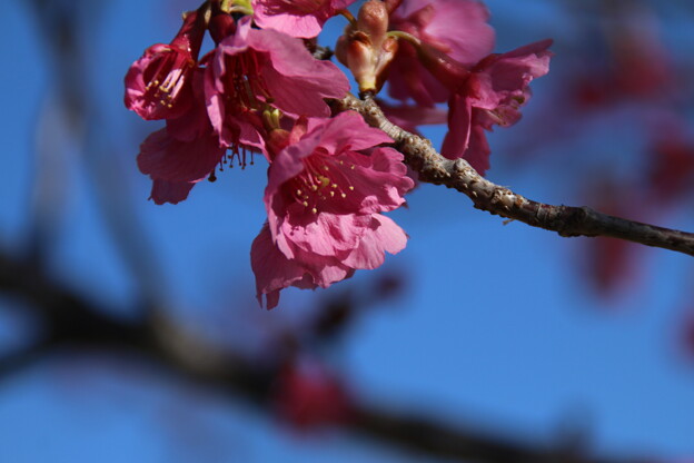 写真: 桜_公園 D4708