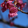 写真: 桜_公園 D4708