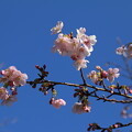 写真: 桜_公園 D4713