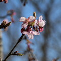 写真: 桜_公園 D4722