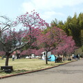 写真: 桜_公園 F6142