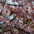 写真: 桜_公園 F6158