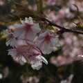 写真: 桜_公園 F6159