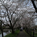 写真: 桜並木_福岡堰 D4847