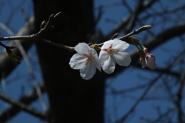 写真: 桜_公園 F6160