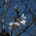 写真: 桜_公園 F6161