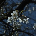 写真: 桜_公園 F6165