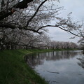 写真: 桜_福岡堰 D4849