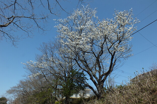 写真: 桜_公園 F6169