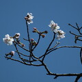 写真: 桜_公園 F6173