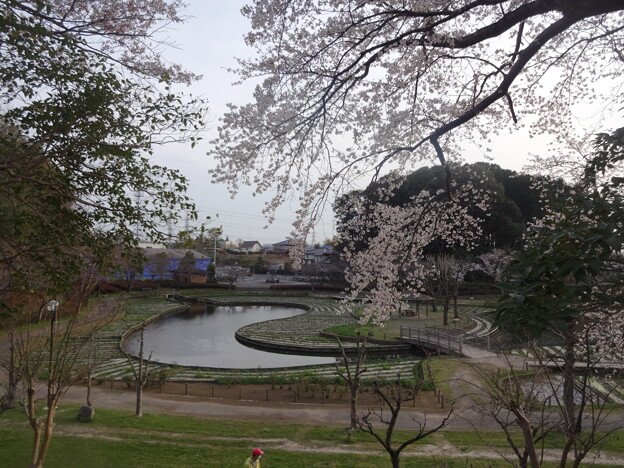 写真: 桜_公園 S1590