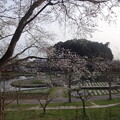 写真: 桜_公園 S1591