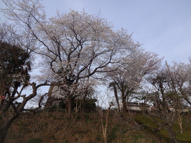 桜_公園 S1593