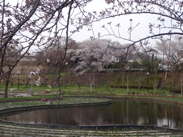 写真: 桜_公園 S1600