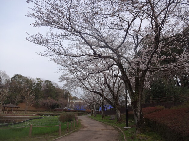 桜_公園 S1603