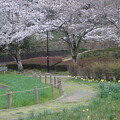 写真: 桜_公園 S1608