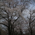 写真: 桜並木 桜_福岡堰 D4853