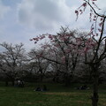 写真: 桜並木_福岡堰 D4856