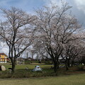 写真: 桜_公園 D4876