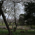 写真: 桜_公園 D4868