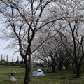 写真: 桜_公園 D4877