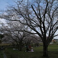 写真: 桜_公園 D4878