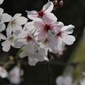 桜_公園 D4882