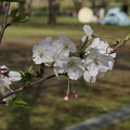 写真: 桜_公園 D4884