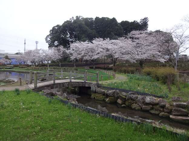写真: 桜_公園 S1648