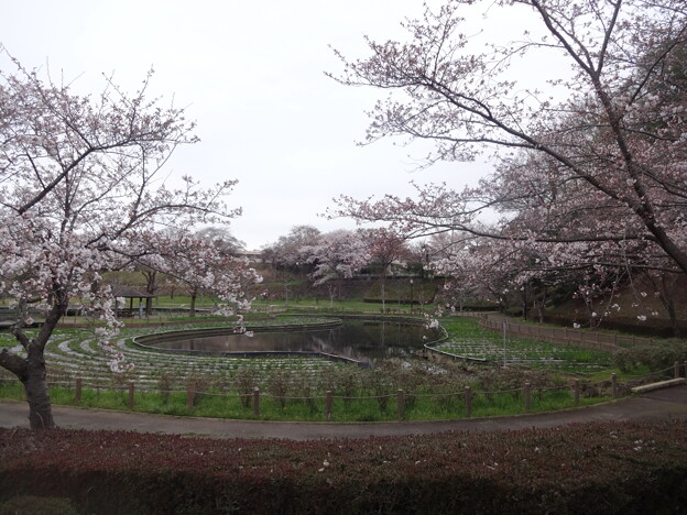 写真: 桜_公園 S1627