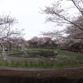 桜_公園 S1627