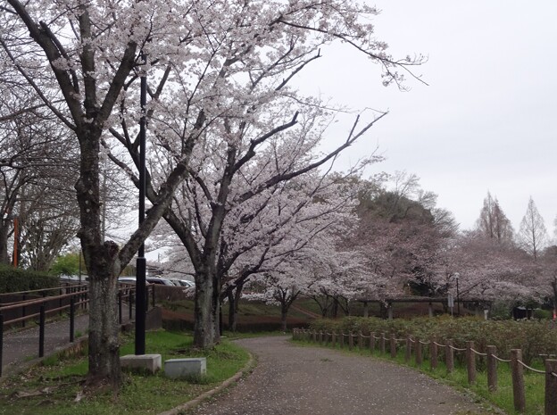写真: 桜_公園 S1633 - t