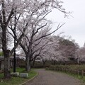 桜_公園 S1633 - t