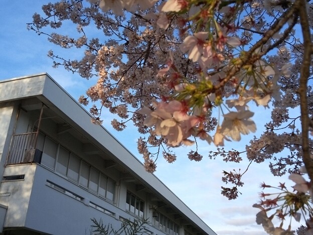 写真: 桜_学びの里 K1377
